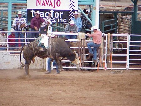 window_rock_rodeo_bull_rider